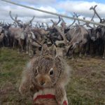Встреча в снежной пустыне