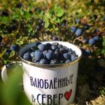 Северное настроение в чернике